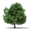 Champion Oak 3D Model 19m (10917) - Image 5