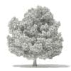 Champion Oak 3D Model 19m (10917) - Image 6