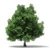 Champion Oak 3D Model 19m (10917) - Image 7