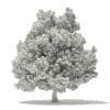 Champion Oak 3D Model 19m (10917) - Image 8