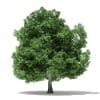 Trees 3D Models Collection - Volume 109 - Image 18