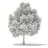 Champion Oak 3D Model 10m (10918) - Image 2