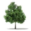 Champion Oak 3D Model 10m (10918) - Image 3