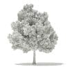 Champion Oak 3D Model 10m (10918) - Image 4