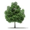 Champion Oak 3D Model 10m (10918) - Image 5