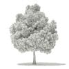 Champion Oak 3D Model 10m (10918) - Image 6