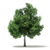 Champion Oak 3D Model 10m (10918) - Image 7