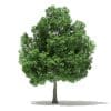 Trees 3D Models Collection - Volume 109 - Image 19
