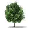 Trees 3D Models Collection - Volume 109 - Image 20