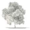 Champion Oak 3D Model 5.6m (10920) - Image 2