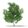 Champion Oak 3D Model 5.6m (10920) - Image 3