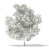 Champion Oak 3D Model 5.6m (10920) - Image 4