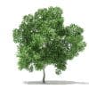 Champion Oak 3D Model 5.6m (10920) - Image 5