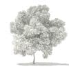 Champion Oak 3D Model 5.6m (10920) - Image 6