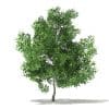 Champion Oak 3D Model 5.6m (10920) - Image 7