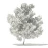 Champion Oak 3D Model 5.6m (10920) - Image 8