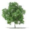 Trees 3D Models Collection - Volume 109 - Image 21