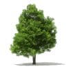 Trees 3D Models Collection - Volume 109 - Image 22
