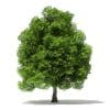Trees 3D Models Collection - Volume 109 - Image 23