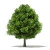 Trees 3D Models Collection - Volume 109 - Image 24