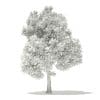 Pin Oak 3D Model 7m (10924) - Image 2