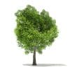 Pin Oak 3D Model 7m (10924) - Image 3