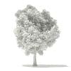Pin Oak 3D Model 7m (10924) - Image 4