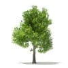 Pin Oak 3D Model 7m (10924) - Image 5