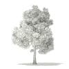 Pin Oak 3D Model 7m (10924) - Image 6