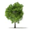 Pin Oak 3D Model 7m (10924) - Image 7