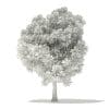 Pin Oak 3D Model 7m (10924) - Image 8