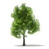 Trees 3D Models Collection - Volume 109 - Image 25