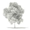 Pin Oak 3D Model 7.8m (10925) - Image 2