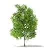 Pin Oak 3D Model 7.8m (10925) - Image 3