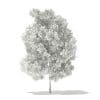 Pin Oak 3D Model 7.8m (10925) - Image 4