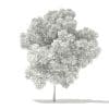 Pin Oak 3D Model 7.8m (10925) - Image 6