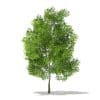 Pin Oak 3D Model 7.8m (10925) - Image 7