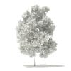 Pin Oak 3D Model 7.8m (10925) - Image 8