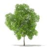 Trees 3D Models Collection - Volume 109 - Image 26