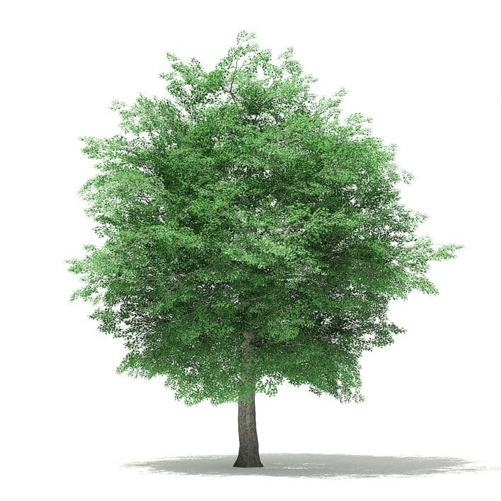 Tulip Tree 3D Model 10m
