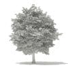 Tulip Tree 3D Model 10m (10926) - Image 2