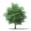 Tulip Tree 3D Model 10m (10926) - Image 3