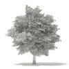 Tulip Tree 3D Model 10m (10926) - Image 4