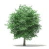 Tulip Tree 3D Model 10m (10926) - Image 5