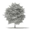 Tulip Tree 3D Model 10m (10926) - Image 6