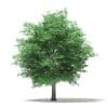 Tulip Tree 3D Model 10m (10926) - Image 7