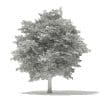 Tulip Tree 3D Model 10m (10926) - Image 8