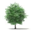 Trees 3D Models Collection - Volume 109 - Image 27