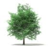 Tulip Tree 3D Model 7m (10927) - Image 3