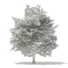 Tulip Tree 3D Model 7m (10927) - Image 4